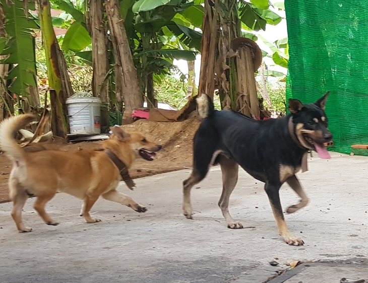 Chó không tiêm phòng dại, chủ nuôi sẽ bị xử phạt- Ảnh 1.