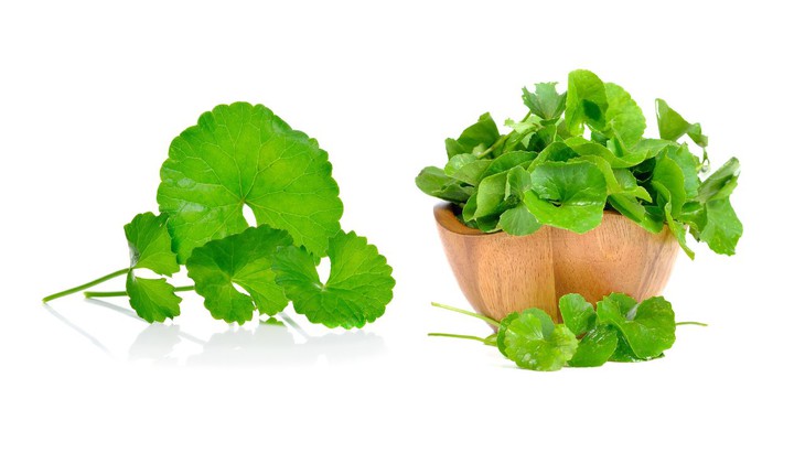 Những ai không nên ăn nhiều rau má?- Ảnh 2.