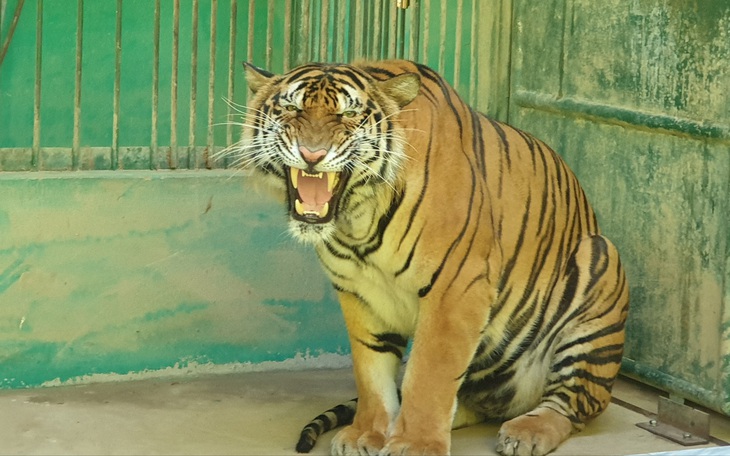 Cận cảnh 