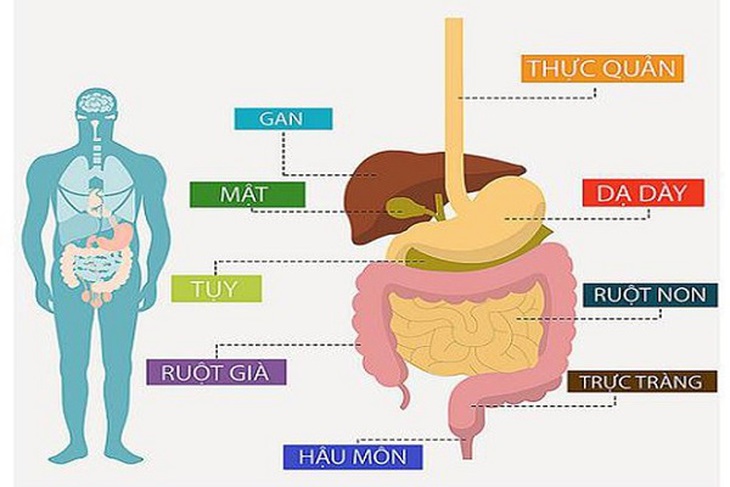 Nâng cao nhận thức về tầm quan trọng của việc xét nghiệm, siêu âm, nội sôi, khám chuyên khoa, khám sức khỏe định kỳ các chức năng tiêu hóa khi cảm thấy có dấu hiệu bất thường phát hiện sớm và can thiệp kịp thời khi có bệnh.