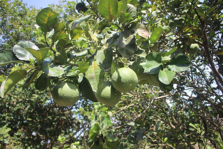 Cây đặc sản ở thôn mang tên Bác Hồ- Ảnh 2.