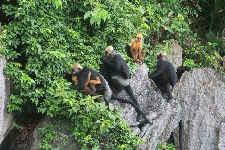 Di chuyển gần 50 km đường rừng để 'phá bẫy' cứu động vật hoang dã- Ảnh 2. Di chuyển gần 50 km đường rừng để 'phá bẫy' cứu động vật hoang dã- Ảnh 2.