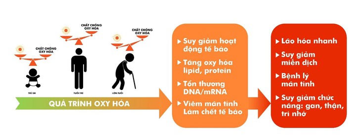 Stress oxy hóa thủ phạm của lão hóa nhanh và bệnh tật- Ảnh 2.