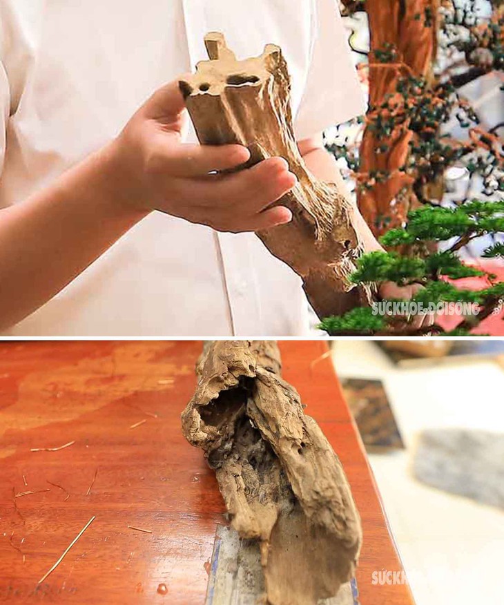 Chiêm ngưỡng bonsai trầm hương xứ Quảng- Ảnh 1.