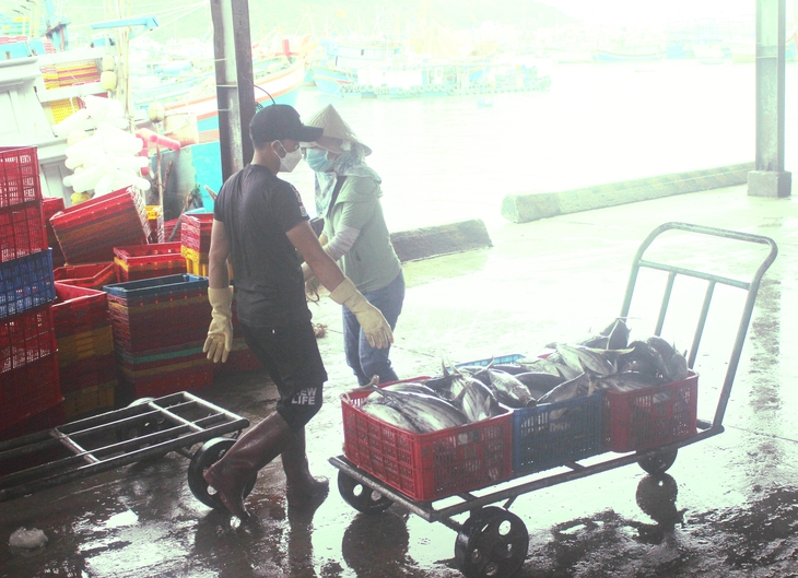 Nhọc nhằn mưu sinh từ công việc phân loại cá biển - Ảnh 2.