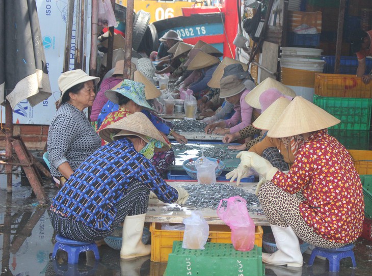 Nhọc nhằn mưu sinh từ công việc phân loại cá biển - Ảnh 1.