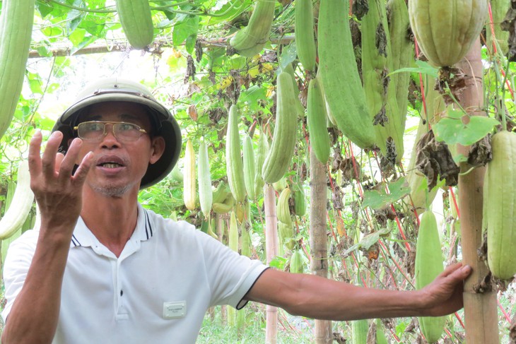 Ruột của loại quả tưởng vứt đi lại mang nguồn thu nhập khá cho nông dân- Ảnh 1.