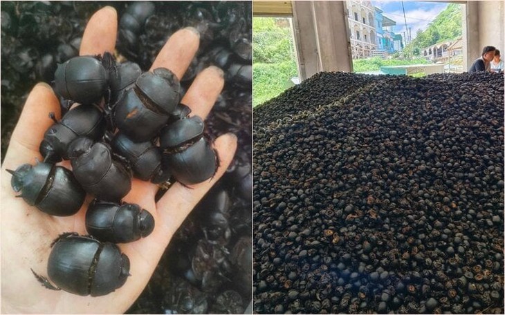 Chi hơn 1 chỉ vàng mua 1kg bọ xít đen về làm thuốc, chuyên gia nói gì?- Ảnh 2.