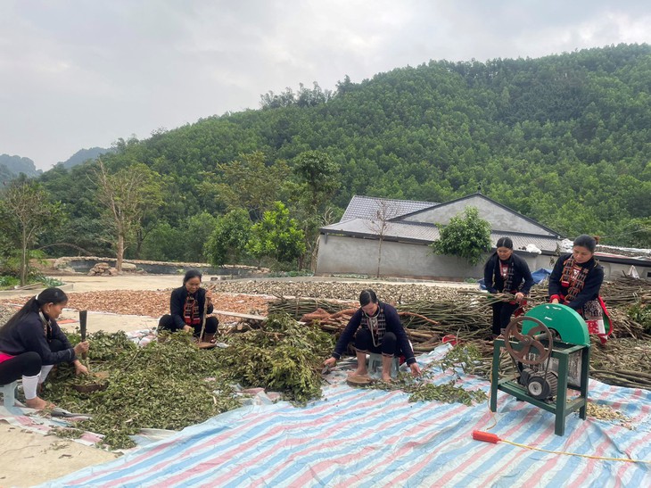 Thảo dược Triệu Minh: Tinh hoa y học cổ truyền người Dao giữa lòng hiện đại- Ảnh 1. Thảo dược Triệu Minh: Tinh hoa y học cổ truyền người Dao giữa lòng hiện đại- Ảnh 1.