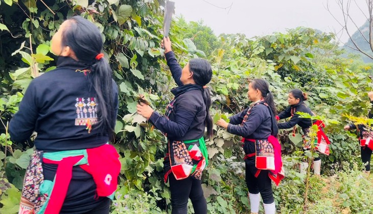 Thảo dược Triệu Minh: Tinh hoa y học cổ truyền người Dao giữa lòng hiện đại- Ảnh 2. Thảo dược Triệu Minh: Tinh hoa y học cổ truyền người Dao giữa lòng hiện đại- Ảnh 2.