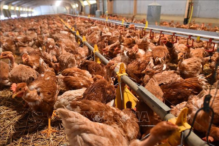 WHO kêu gọi tăng cường giám sát phòng nguy cơ bùng phát dịch cúm gia cầm H5N1- Ảnh 1. WHO kêu gọi tăng cường giám sát phòng nguy cơ bùng phát dịch cúm gia cầm H5N1- Ảnh 1.