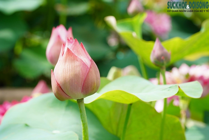 Người dân thích thú trải nghiệm Lễ hội Sen lần đầu có mặt tại Hà Nội- Ảnh 12. Người dân thích thú trải nghiệm Lễ hội Sen lần đầu có mặt tại Hà Nội- Ảnh 12.