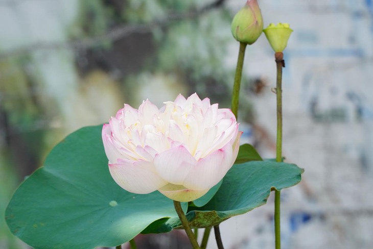 Người dân thích thú trải nghiệm Lễ hội Sen lần đầu có mặt tại Hà Nội- Ảnh 13. Người dân thích thú trải nghiệm Lễ hội Sen lần đầu có mặt tại Hà Nội- Ảnh 13.