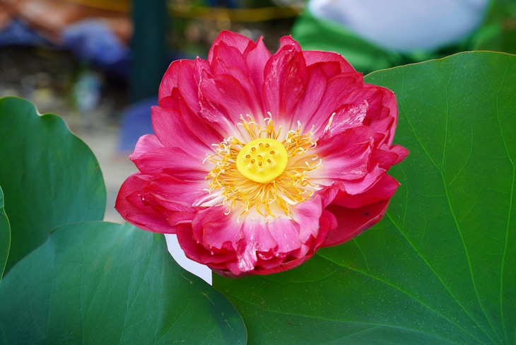 Người dân thích thú trải nghiệm Lễ hội Sen lần đầu có mặt tại Hà Nội- Ảnh 14. Người dân thích thú trải nghiệm Lễ hội Sen lần đầu có mặt tại Hà Nội- Ảnh 14.