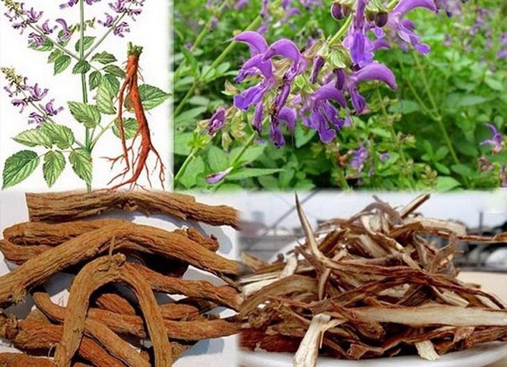 Khám phá song vị sâm – Bí quyết tăng sức bền trong nước kiện lực- Ảnh 2.