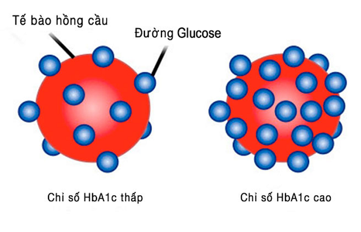 HbA1c là gì? Vì sao người tiểu đường cần quan tâm đến xét nghiệm HbA1c?- Ảnh 1.