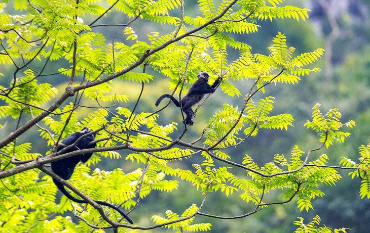 Hình ảnh loài linh trưởng quý hiếm nằm trong sách đỏ thế giới- Ảnh 5. Hình ảnh loài linh trưởng quý hiếm nằm trong sách đỏ thế giới- Ảnh 5.
