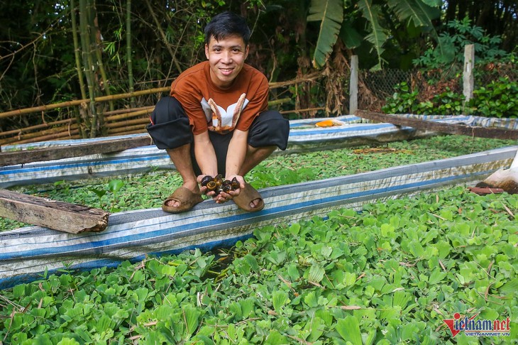 Kỹ sư công nghệ về quê nuôi ốc, thu nhẹ lãi nửa tỷ mỗi năm- Ảnh 1.