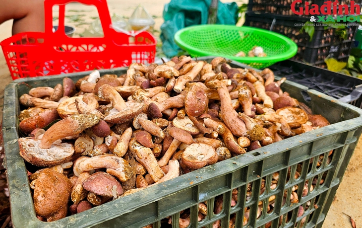 Khu bán nấm tràm 'lộc trời' nhộn nhịp từ sáng đến đêm bên cạnh di tích Huế- Ảnh 1. Khu bán nấm tràm 'lộc trời' nhộn nhịp từ sáng đến đêm bên cạnh di tích Huế- Ảnh 1.