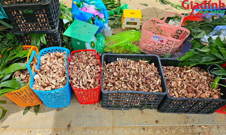 Khu bán nấm tràm 'lộc trời' nhộn nhịp từ sáng đến đêm bên cạnh di tích Huế- Ảnh 5. Khu bán nấm tràm 'lộc trời' nhộn nhịp từ sáng đến đêm bên cạnh di tích Huế- Ảnh 5.