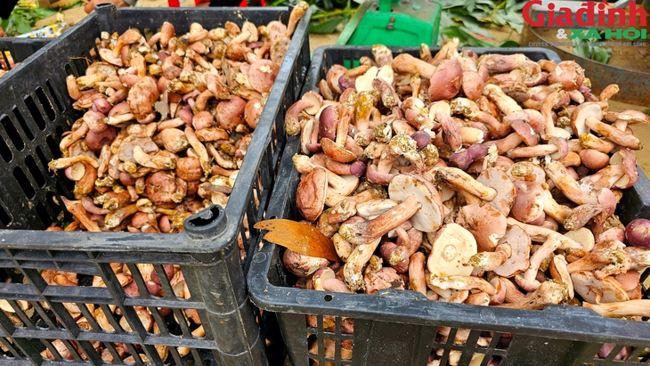 Khu bán nấm tràm 'lộc trời' nhộn nhịp từ sáng đến đêm bên cạnh di tích Huế- Ảnh 6. Khu bán nấm tràm 'lộc trời' nhộn nhịp từ sáng đến đêm bên cạnh di tích Huế- Ảnh 6.