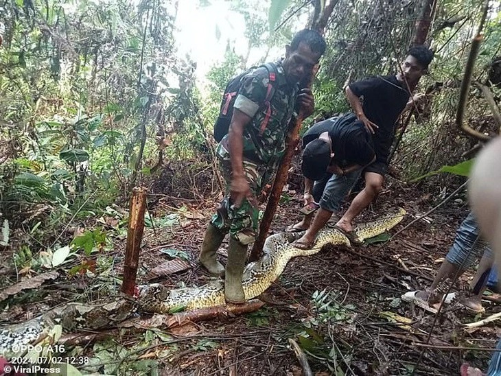 Indonesia: Người phụ nữ thiệt mạng sau khi bị trăn 9m nuốt chửng- Ảnh 1.