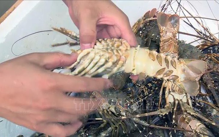 Tôm hùm và cá chết hàng loạt ở Phú Yên do ô nhiễm nguồn nước