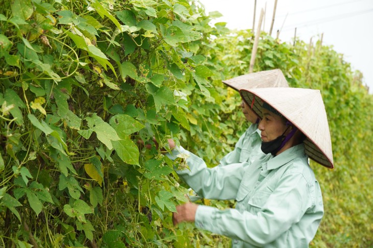 Dược liệu Việt – Tiêu chuẩn quốc tế từ dòng sản phẩm bổ gan cao cấp của Traphaco- Ảnh 2.