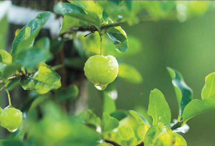 Vitamin C phóng thích kéo dài 8 tiếng là gì và có công dụng thế nào với sức khỏe?- Ảnh 1. Vitamin C phóng thích kéo dài 8 tiếng là gì và có công dụng thế nào với sức khỏe?- Ảnh 1.