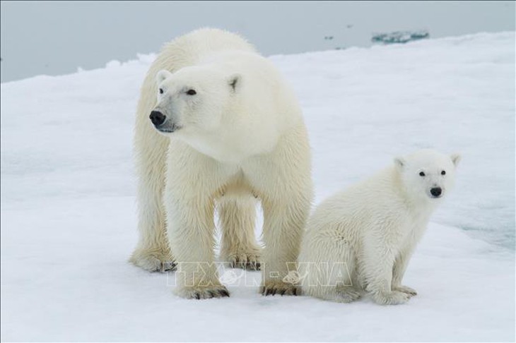 Quần đảo Svalbard ở Bắc Cực ghi nhận nhiệt độ tháng 8 cao kỷ lục- Ảnh 1. Quần đảo Svalbard ở Bắc Cực ghi nhận nhiệt độ tháng 8 cao kỷ lục- Ảnh 1.