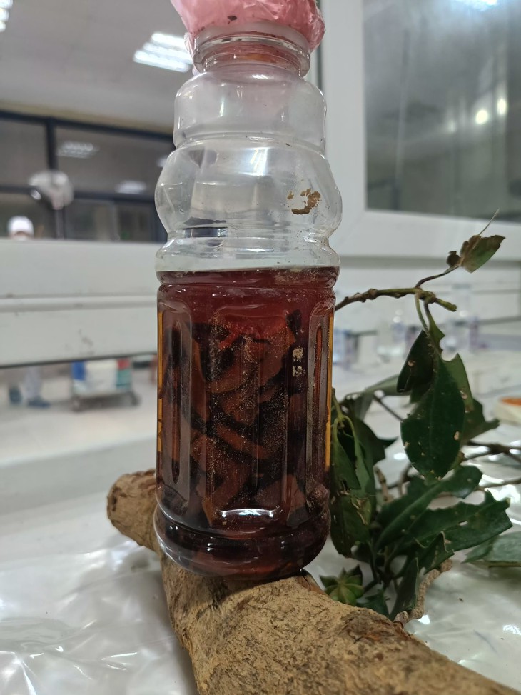 Hai người co giật, hôn mê sâu, ngừng thở sau uống rượu ngâm rễ cây rừng- Ảnh 2. Hai người co giật, hôn mê sâu, ngừng thở sau uống rượu ngâm rễ cây rừng- Ảnh 2.