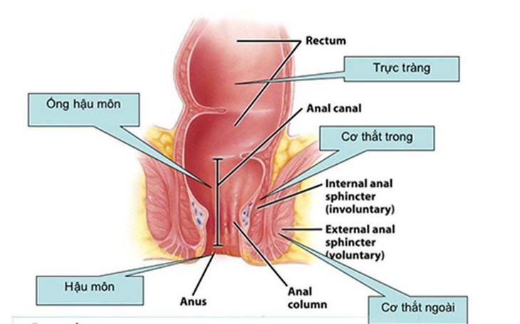 Bài tập cho bệnh nhân sa trực tràng- Ảnh 1. Bài tập cho bệnh nhân sa trực tràng- Ảnh 1.