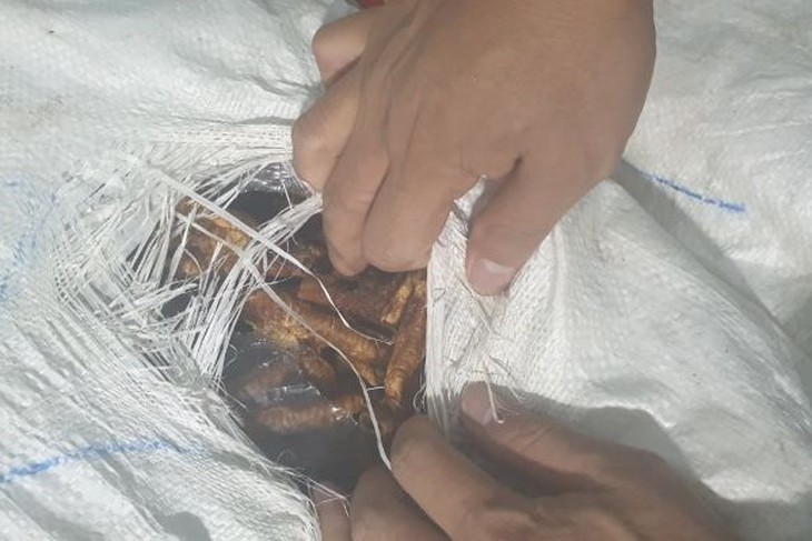 Lai Châu: Trong 2 ngày, thu giữ trên 1,9 tấn chân gà không rõ nguồn gốc- Ảnh 2. Lai Châu: Trong 2 ngày, thu giữ trên 1,9 tấn chân gà không rõ nguồn gốc- Ảnh 2.