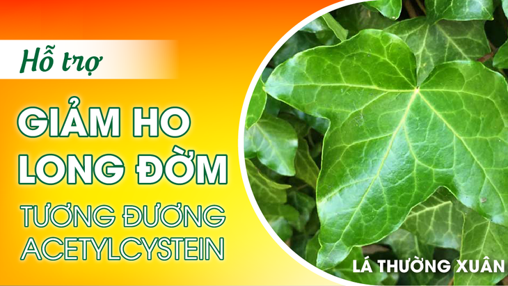 Giải pháp từ lá Thường xuân kết hợp Keo ong hỗ trợ giảm viêm họng, viêm phế quản- Ảnh 1.