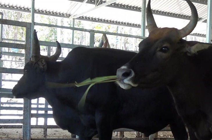 Bò tót lai từ bò rừng quý hiếm đang sinh trưởng và phát triển thế nào ở Ninh Thuận?- Ảnh 5. Bò tót lai từ bò rừng quý hiếm đang sinh trưởng và phát triển thế nào ở Ninh Thuận?- Ảnh 5.