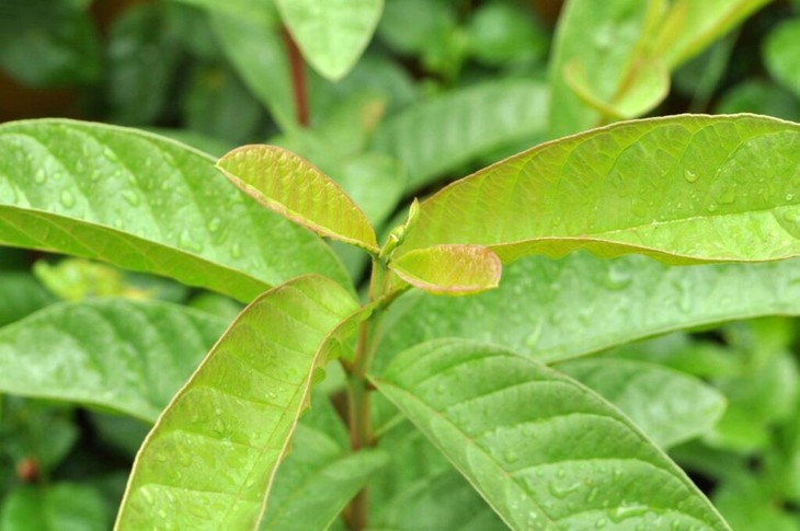 Một số công thức nước lá ổi trị bệnh- Ảnh 1. Một số công thức nước lá ổi trị bệnh- Ảnh 1.