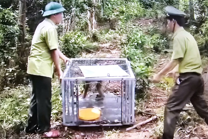 Liên tục phát hiện động vật quý hiếm 'đi lạc' vào nhà dân- Ảnh 5.