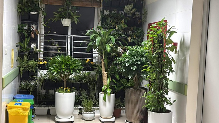 'Bức tường xanh bệnh viện', phong trào ý nghĩa nhằm bảo vệ môi trường và 'xanh hóa' bệnh viện- Ảnh 11. 'Bức tường xanh bệnh viện', phong trào ý nghĩa nhằm bảo vệ môi trường và 'xanh hóa' bệnh viện- Ảnh 11.