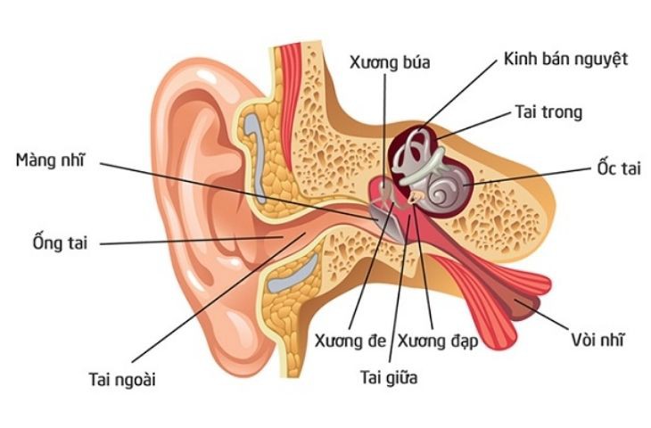 Viêm tai giữa mạn tính ở trẻ em: Nguyên nhân, triệu chứng, phòng bệnh và cách điều trị- Ảnh 2. Viêm tai giữa mạn tính ở trẻ em: Nguyên nhân, triệu chứng, phòng bệnh và cách điều trị- Ảnh 2.