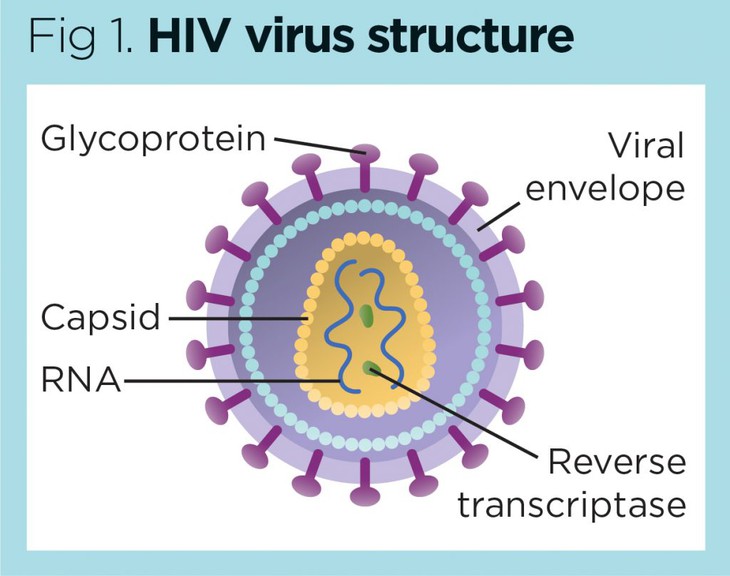 Nghiên cứu mới thúc đẩy chiến lược điều trị HIV/AIDS tiềm năng- Ảnh 2. Nghiên cứu mới thúc đẩy chiến lược điều trị HIV/AIDS tiềm năng- Ảnh 2.