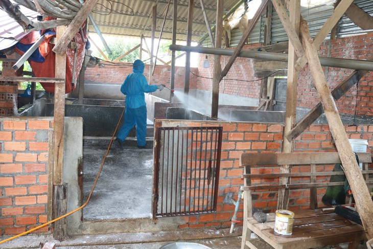 Ngăn dịch tả lợn Châu Phi lây lan ở Đắk Lắk- Ảnh 2. Ngăn dịch tả lợn Châu Phi lây lan ở Đắk Lắk- Ảnh 2.