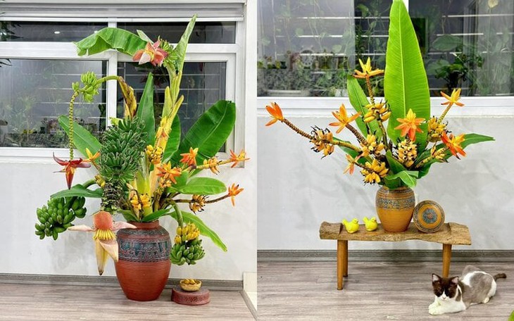 Rộ mốt chơi độc lạ: Cắm hoa chuối cả buồng, chờ chín rồi ăn- Ảnh 1.