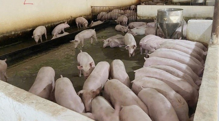 Nhận biết bệnh tai xanh ở heo và biện pháp phòng ngừa hiệu quả, an toàn- Ảnh 1. Nhận biết bệnh tai xanh ở heo và biện pháp phòng ngừa hiệu quả, an toàn- Ảnh 1.