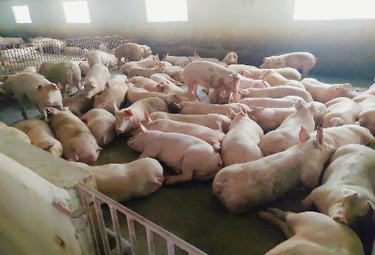Nhận biết bệnh tai xanh ở heo và biện pháp phòng ngừa hiệu quả, an toàn- Ảnh 2. Nhận biết bệnh tai xanh ở heo và biện pháp phòng ngừa hiệu quả, an toàn- Ảnh 2.