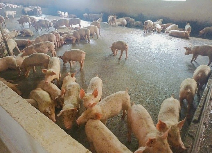 Nhận biết bệnh tai xanh ở heo và biện pháp phòng ngừa hiệu quả, an toàn- Ảnh 3. Nhận biết bệnh tai xanh ở heo và biện pháp phòng ngừa hiệu quả, an toàn- Ảnh 3.