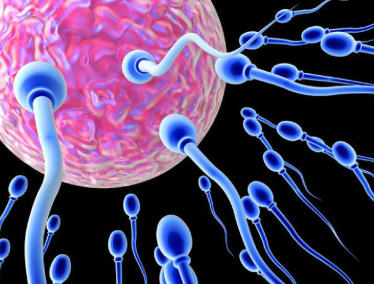 Các phương pháp điều trị vô sinh nam- Ảnh 2. Các phương pháp điều trị vô sinh nam- Ảnh 2.