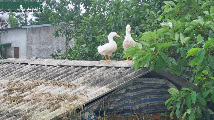 Người dân tại 'rốn lũ' Hà Nội: Lũ rút dần lại lo dịch bệnh bùng phát- Ảnh 4. Người dân tại 'rốn lũ' Hà Nội: Lũ rút dần lại lo dịch bệnh bùng phát- Ảnh 4.