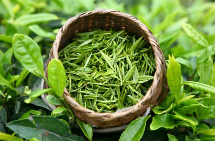 Cách dùng trà xanh làm đẹp tóc và chống rụng- Ảnh 1.