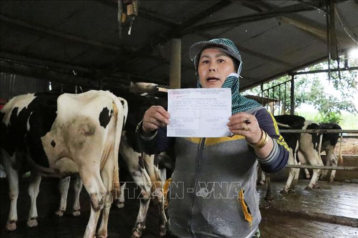 Bò sữa phát bệnh, chết bất thường hàng loạt tại Lâm Đồng- Ảnh 3.