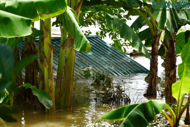 Nhiều nhà dân ven sông Hồng ngập trong ‘biển’ nước do thuỷ điện xả lũ- Ảnh 1. Nhiều nhà dân ven sông Hồng ngập trong ‘biển’ nước do thuỷ điện xả lũ- Ảnh 1.